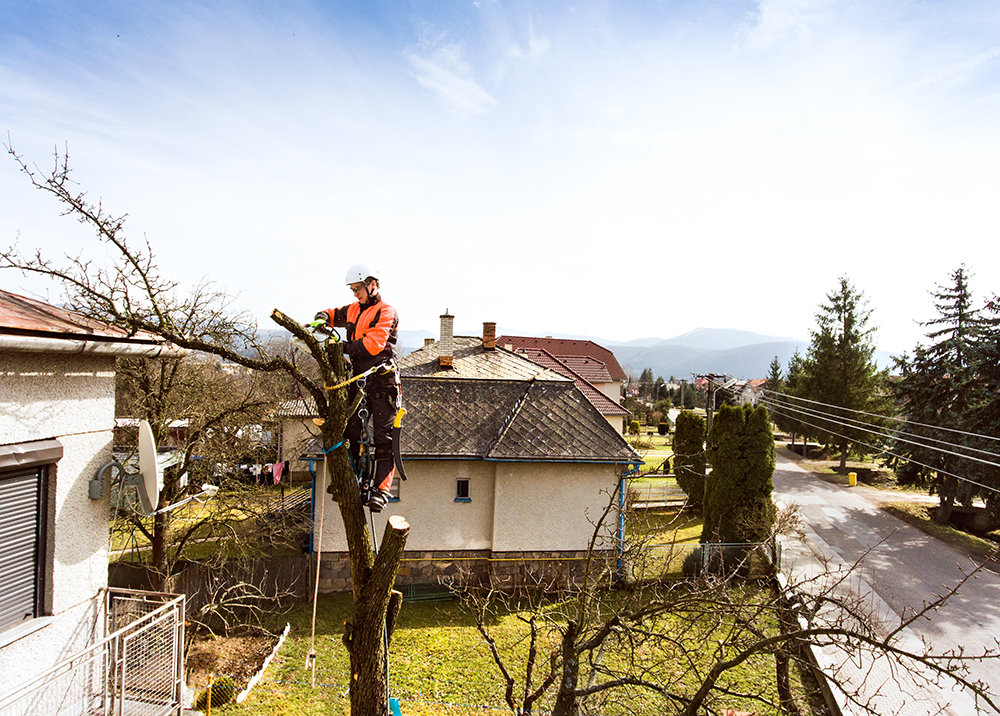 élagage arbre