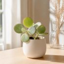 découvrez comment adopter la bouture du cotyledon orbiculata, une plante succulente idéale pour embellir et apporter une touche de verdure à votre intérieur.