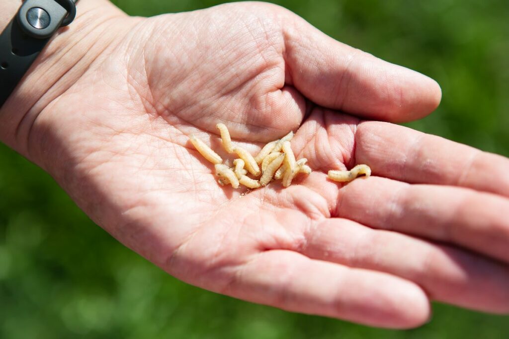 Asticots blancs dans la cuisine causes et solutions