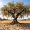 découvrez les raisons pour lesquelles l'olivier perd ses feuilles en été, les causes possibles et les solutions pour préserver la santé de votre arbre.