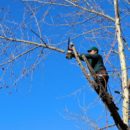 Élagage des arbres