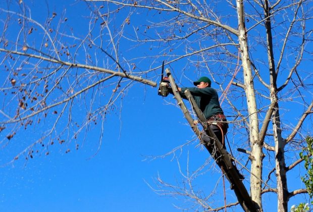 Élagage des arbres