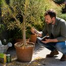 découvrez notre guide pratique pour comprendre pourquoi votre olivier perd ses feuilles et apprenez les meilleures astuces pour le soigner efficacement.