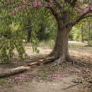découvrez les inconvénients de l'arbre de judée et les aspects essentiels à prendre en compte avant de l'intégrer à votre projet de jardin ou d'aménagement paysager.