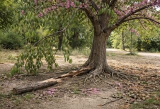 découvrez les inconvénients de l'arbre de judée et les aspects essentiels à prendre en compte avant de l'intégrer à votre projet de jardin ou d'aménagement paysager.