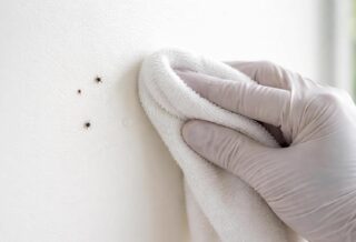 découvrez la meilleure méthode pour enlever efficacement la crotte de mouche sur une peinture fraîche sans l'endommager, et retrouvez une surface propre et impeccable.