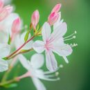 Tout ce qu'il faut savoir sur quand tailler les gauras au printemps