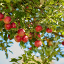 pommier