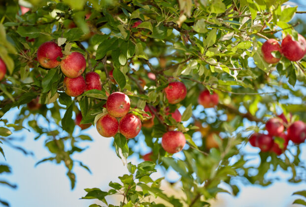pommier