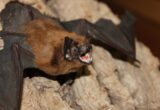 chauve-souris