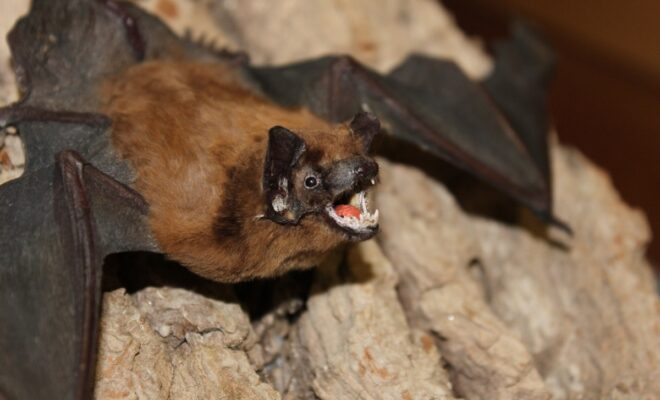 chauve-souris