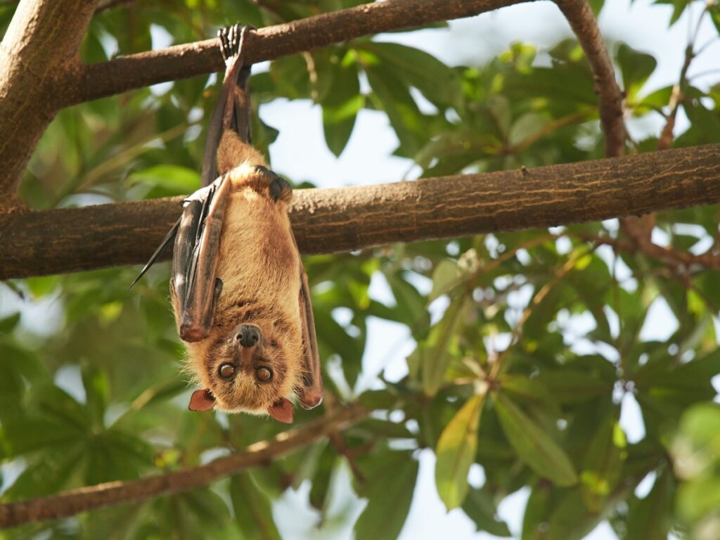 chauves-souris maison