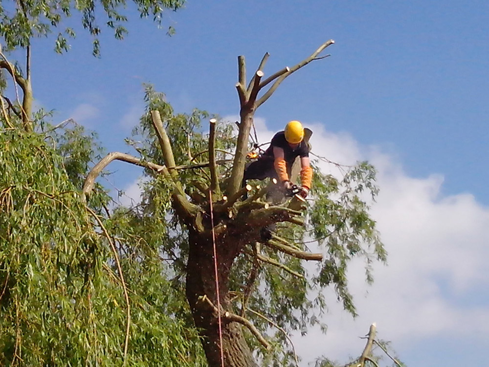 élaguer un arbre