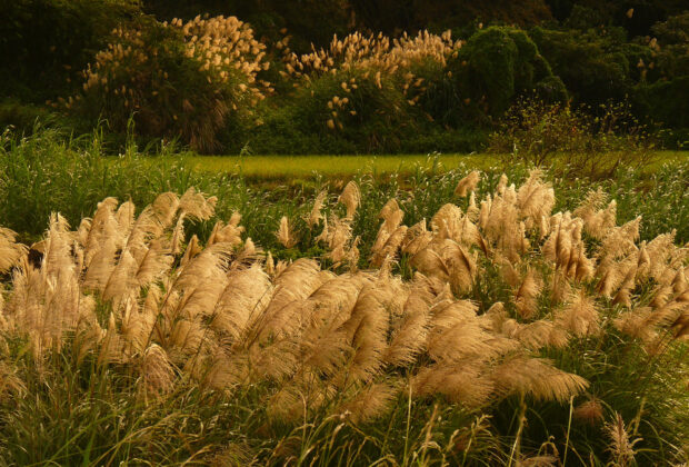 herbes pampa