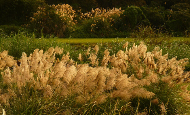 herbes pampa