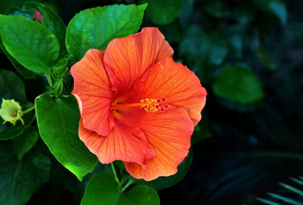 hibiscus intérieur