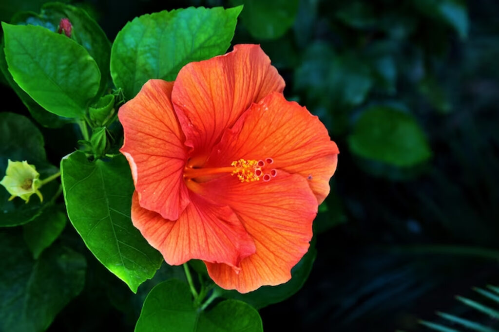 hibiscus intérieur