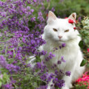 jardin et chat