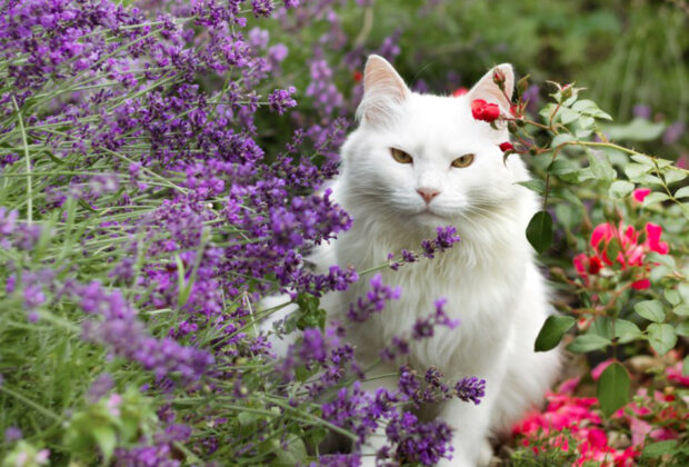 jardin et chat