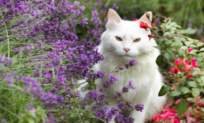 jardin et chat