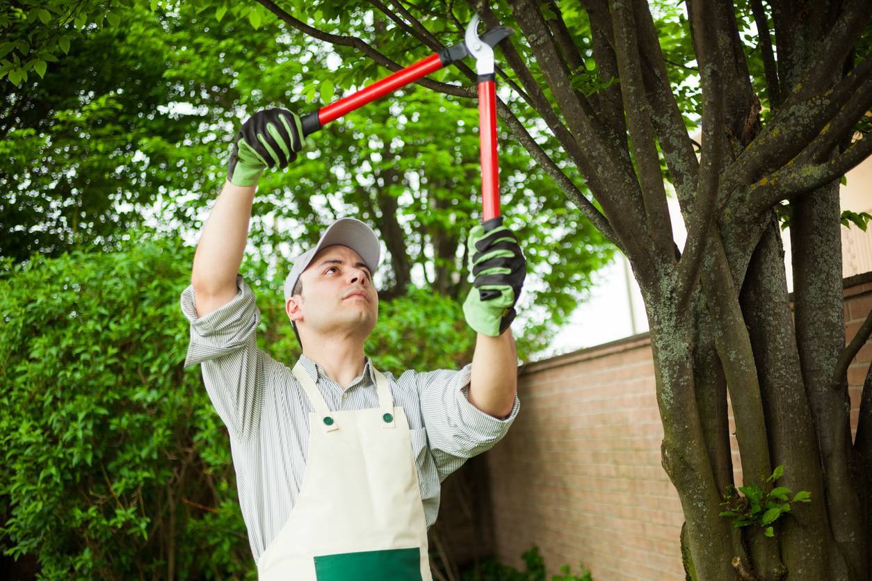 L'élagage raisonné permet de préserver la santé de l'arbre.