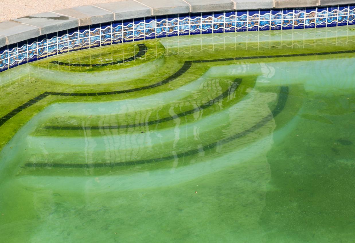 piscine eau verte