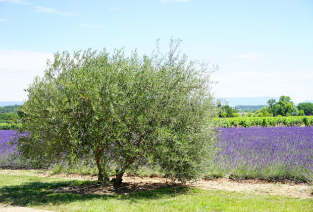 olivier pleine terre