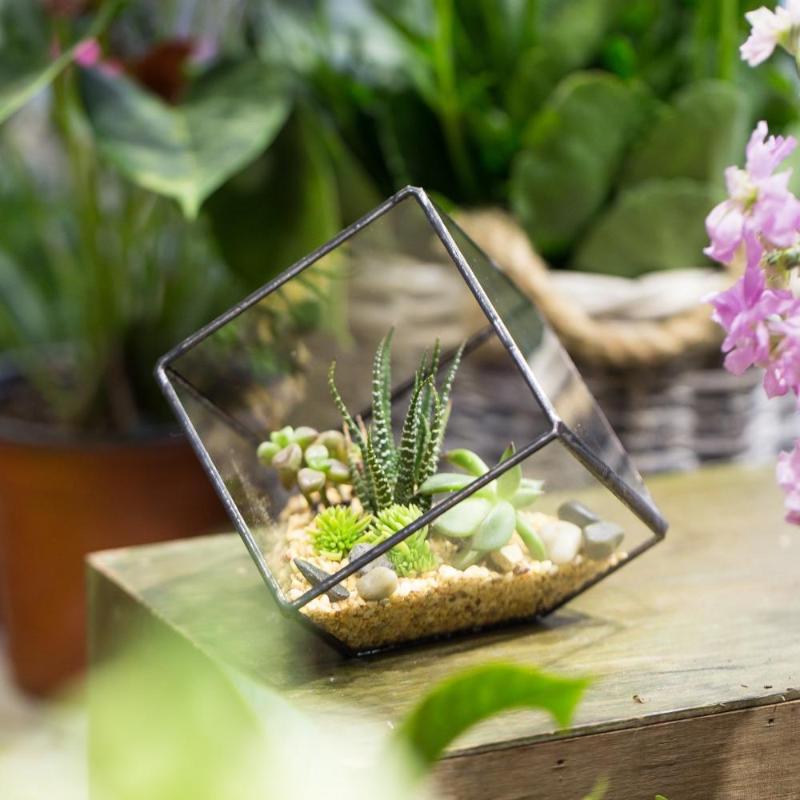 Terrarium plante