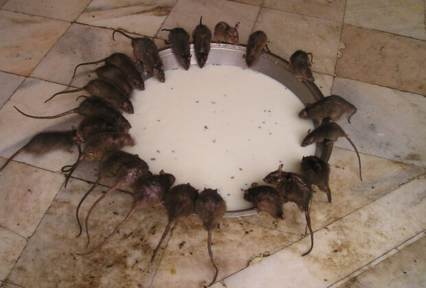 rat restaurant