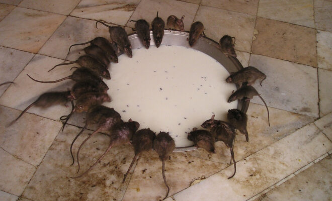 rat restaurant