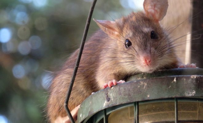 rats à éliminer