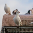 repousser pigeons