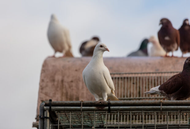 repousser pigeons