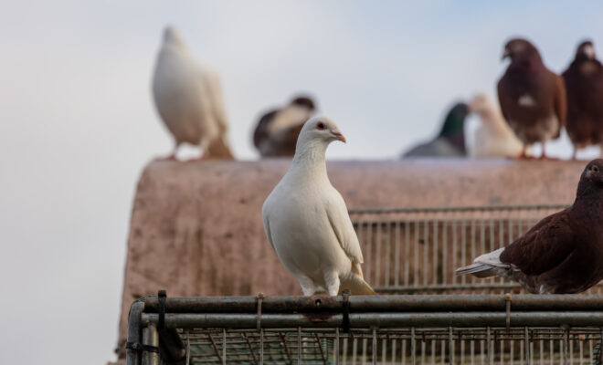 repousser pigeons