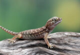 faire fuir lézard