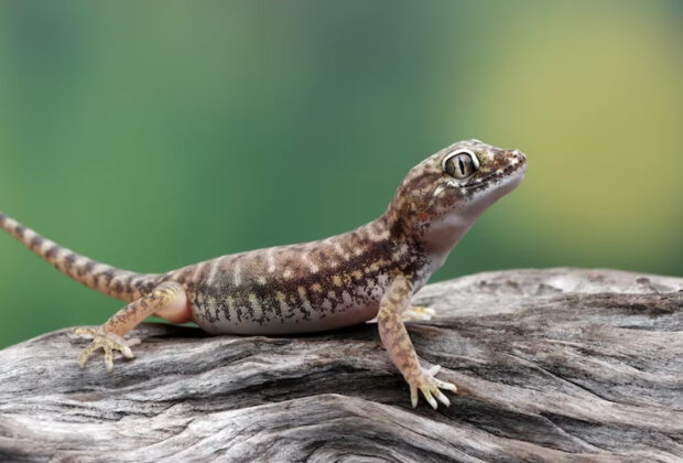 faire fuir lézard