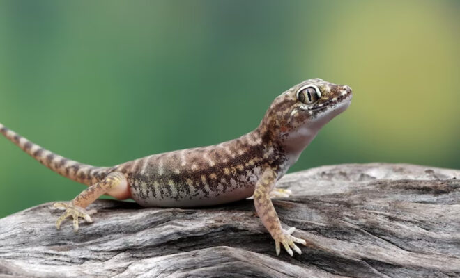 faire fuir lézard