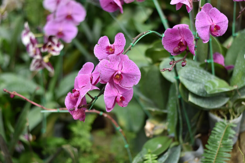 ressusciter orchidée morte