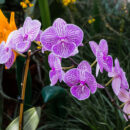 revivre orchidée