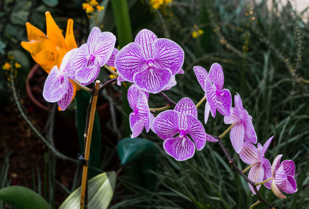 revivre orchidée