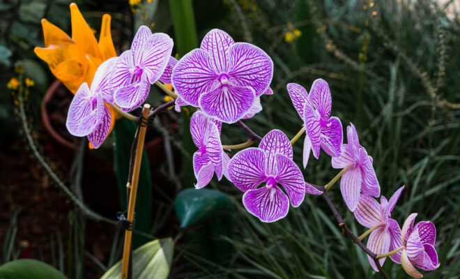 revivre orchidée