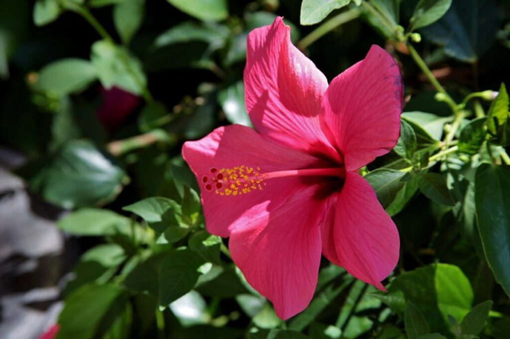 soin hibiscus