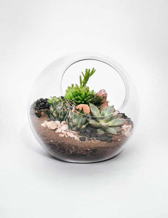 Terrarium plante