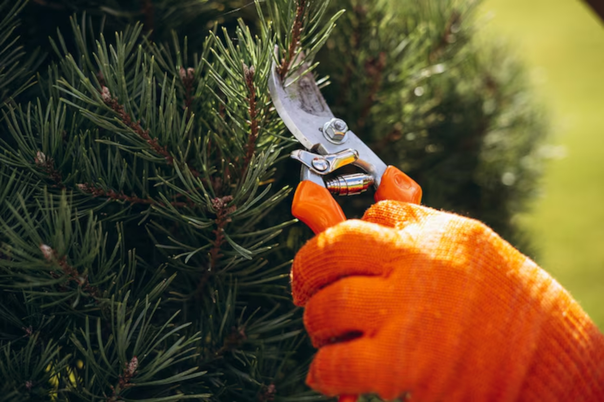 tailler les sapins