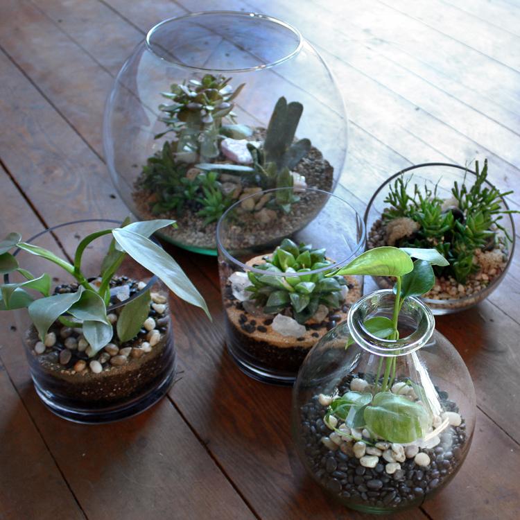 Terrarium plante