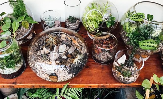 Terrarium bose plante grasse