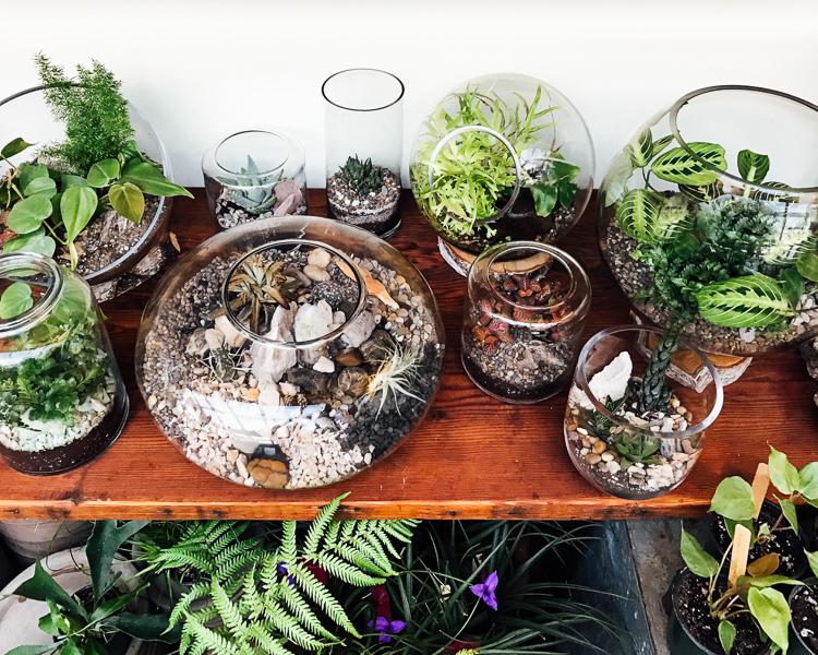 Entretenir un terrarium avec des plantes succulentes, tropicales, cactus