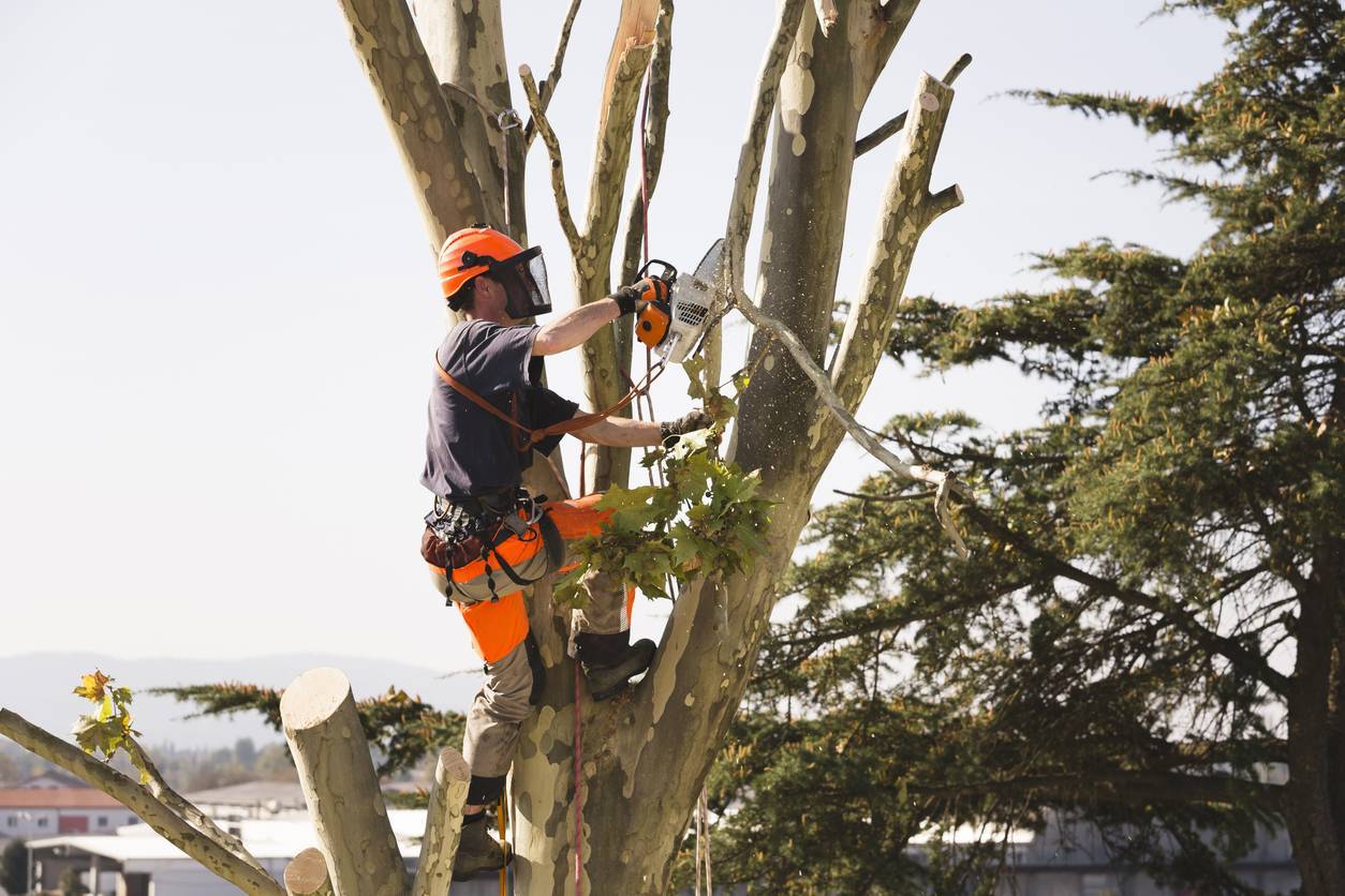 L'étêtage nuit à la santé de l'arbre.