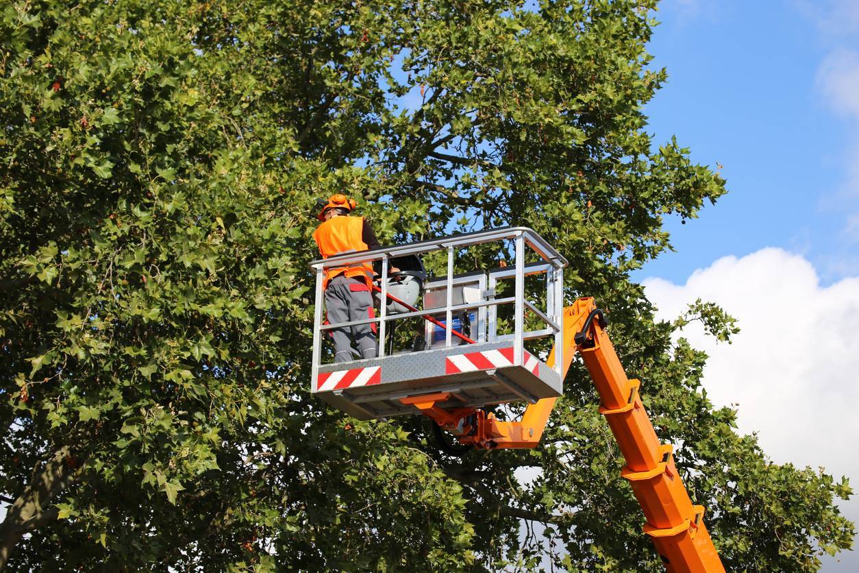 élagage d'un arbre par un professionnel